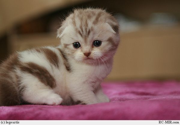 ������������ ������ ����� � ����� �� ���� �������