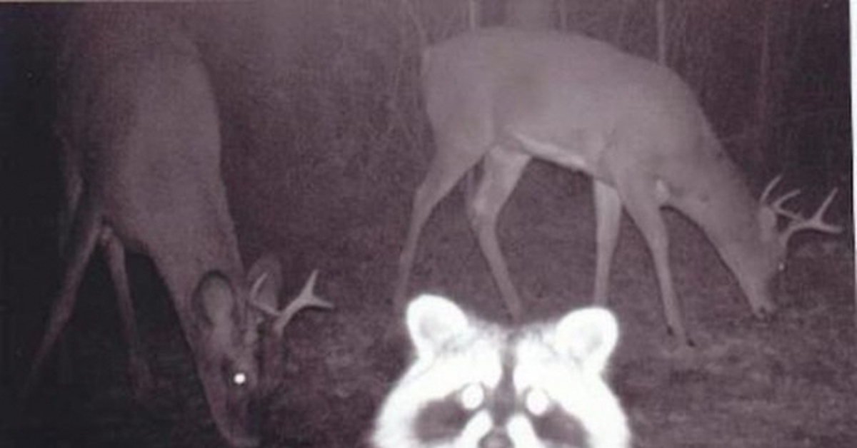 давай посмотрим изображения с фотоловушек твоя задача. фотоловушка minox dtc600 camo. давай посмотрим изображения с фотоловушек твоя задача. давай посмотрим изображения с фотоловушек твоя задача. ночная съемка животных.