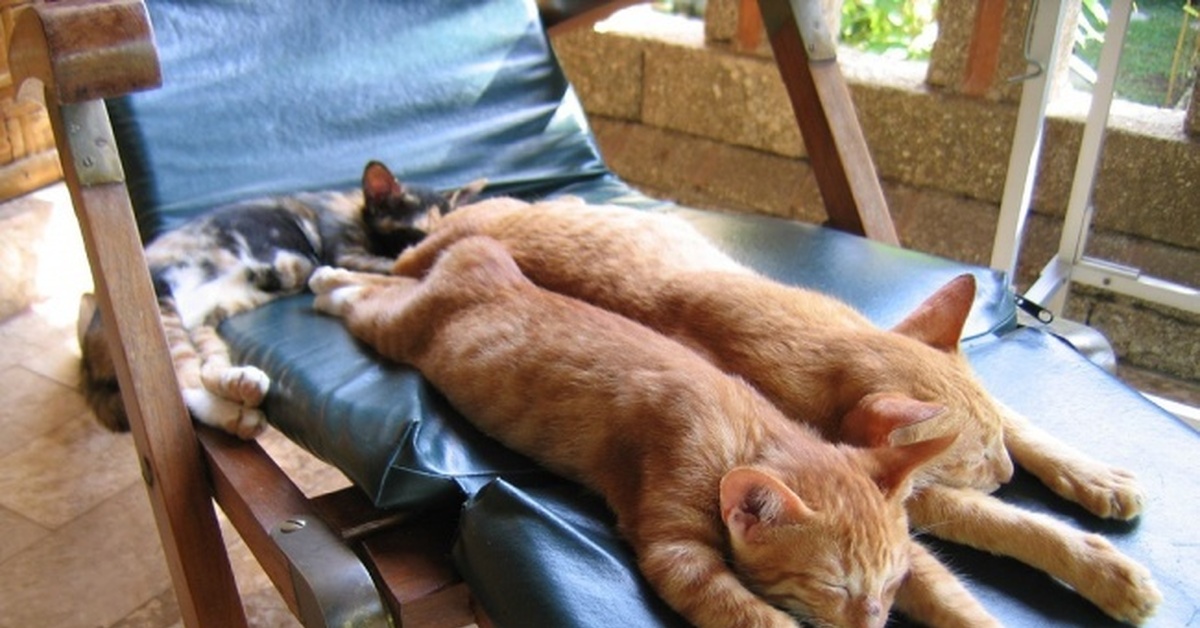 Можно просто отдохнуть. Уставшие животные. Смешной кот отдыхает. Кот расслабляется. Расслабление смешные.