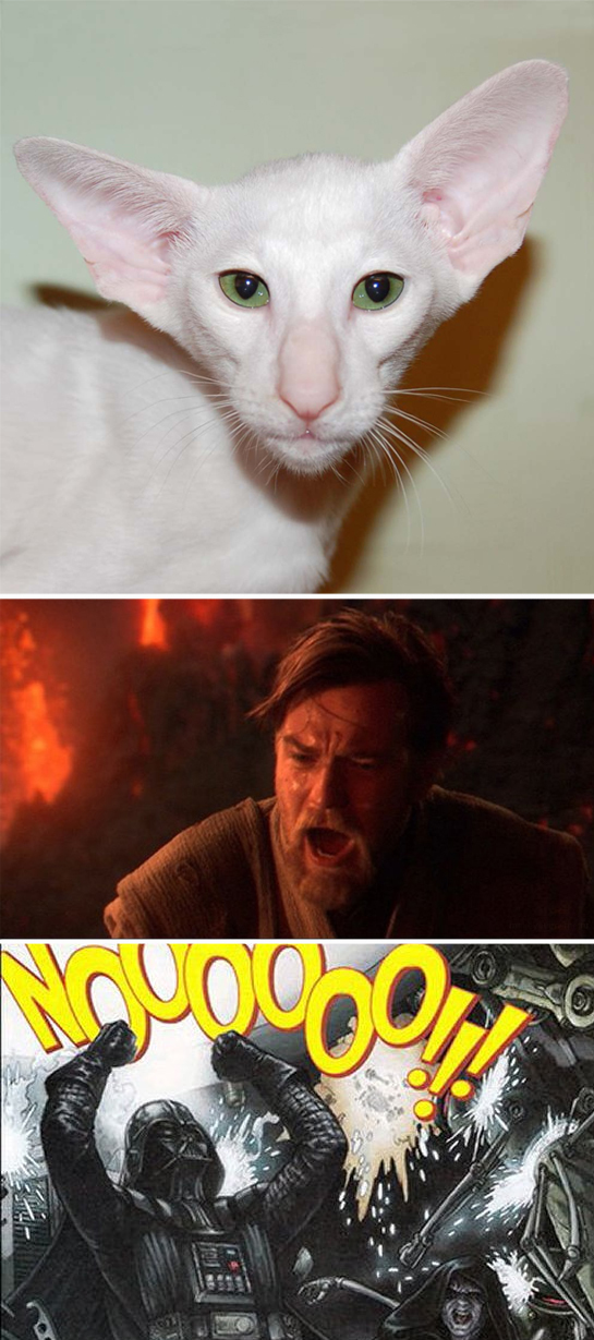  ,    ?   VII:  , Nooooo, , 