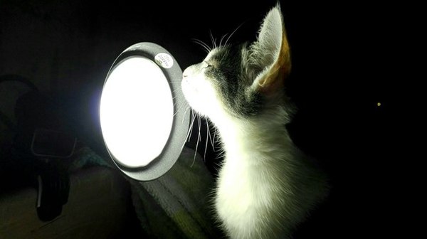 My lamp cat :3 - My, Photo, Mobile photography, cat, Lamp character, My
