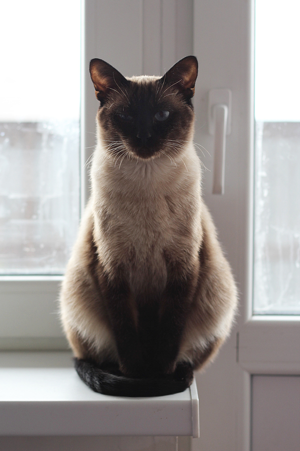 ���������� ��� ��������������