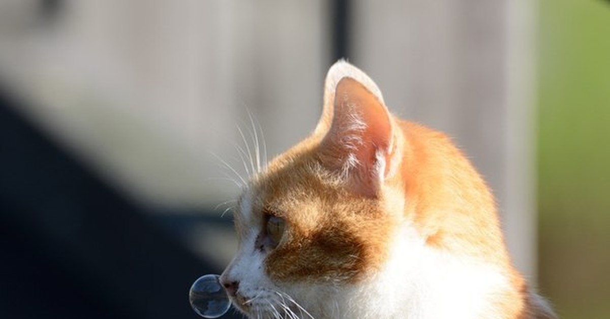 Кошка умывала нос. Нос кота. Кот с пузырьком в носу.