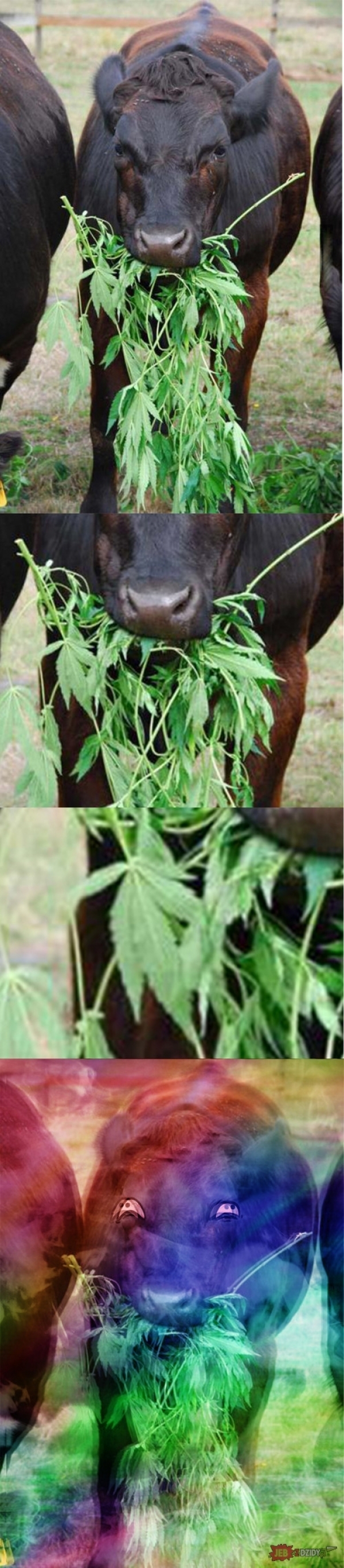 Корова марихуана длительно употребление конопли