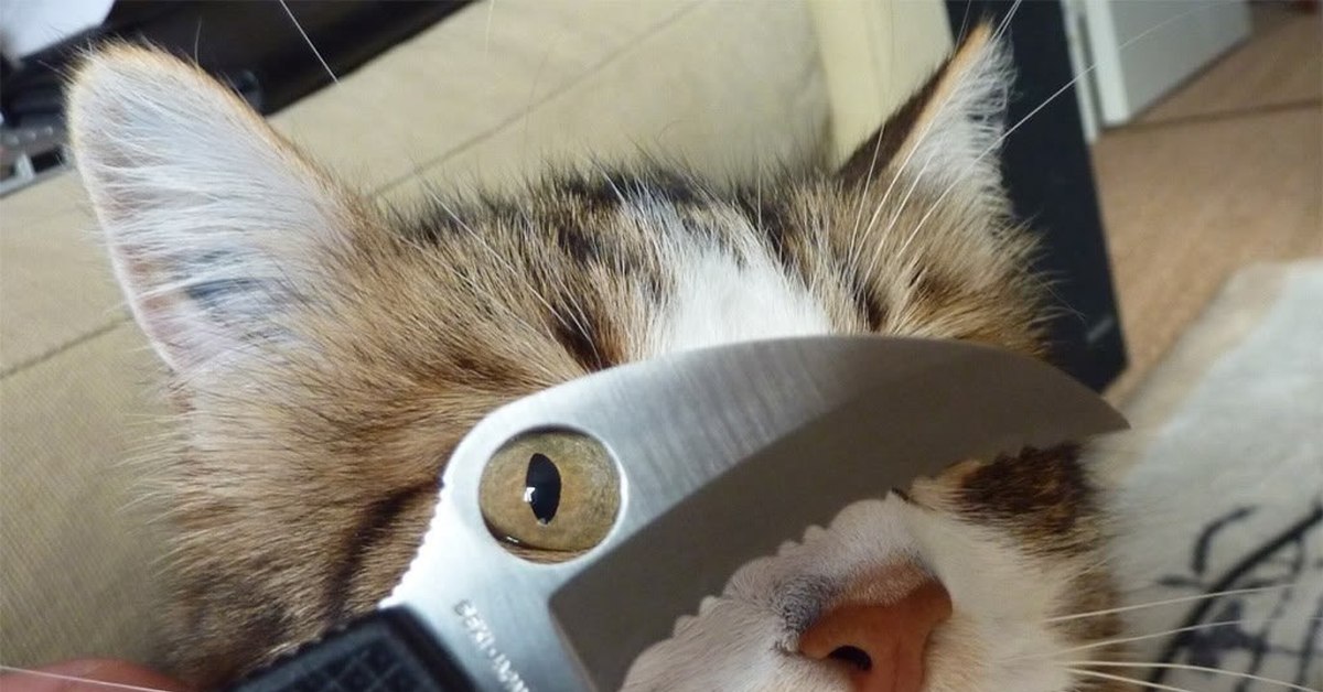 Кот угрожает. Кот с ножом. Коты с ножиками. Опасный кот с ножом. Котенок с ножом.