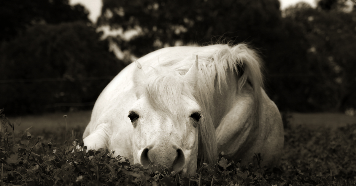 Грустная лошадь фото. These are horses. Фриз фризская лошадь. These are horses. These are horses.