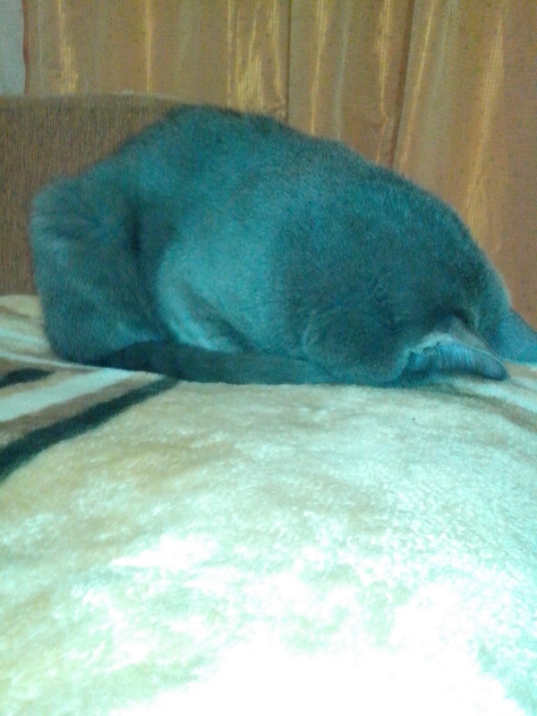 ������� ������, ������ ����� �������.