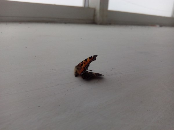 1450632589150460067 Как выглядит стекло под микроскопом