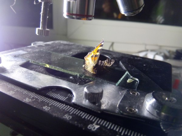 1450632739160524749 Как выглядит стекло под микроскопом