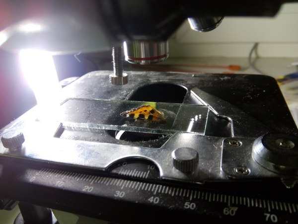 1450632750110222303 Как выглядит стекло под микроскопом