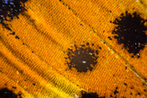 145063358715964312 Как выглядит стекло под микроскопом