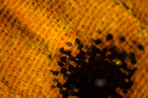 1450633652191059044 Как выглядит стекло под микроскопом