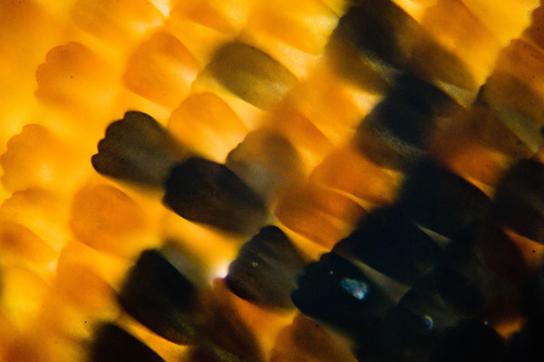 1450633689166510433 Как выглядит стекло под микроскопом