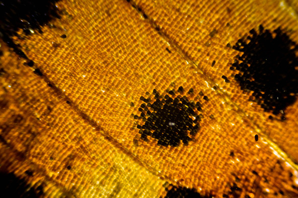 1450633856146920916 Как выглядит стекло под микроскопом