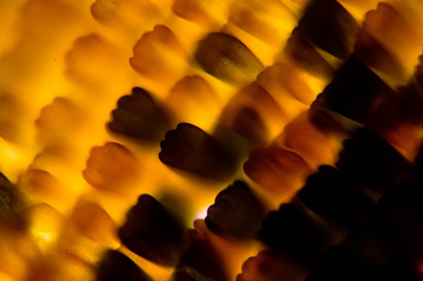 145063392812824137 Как выглядит стекло под микроскопом