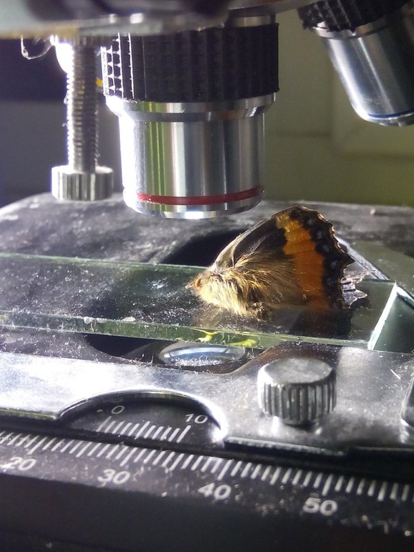 1450633969122580643 Как выглядит стекло под микроскопом