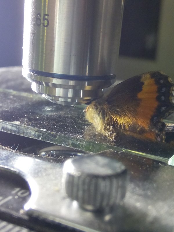 1450634354136845808 Как выглядит стекло под микроскопом