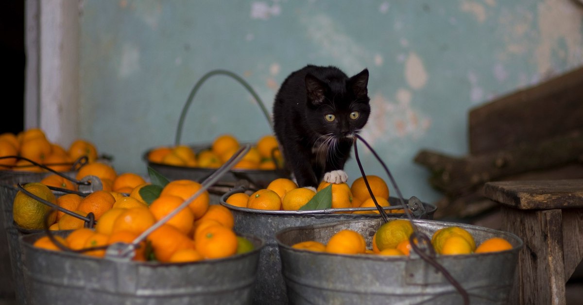 Мандарина мур. Кот апельсин. Кошка мандарин. Кошка с апельсинами. Котенок с мандаринами.