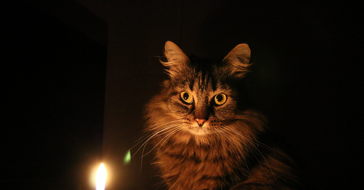 Фото Котов Ночью