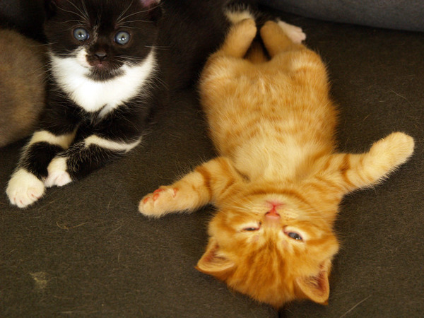 ���� ��������� ���