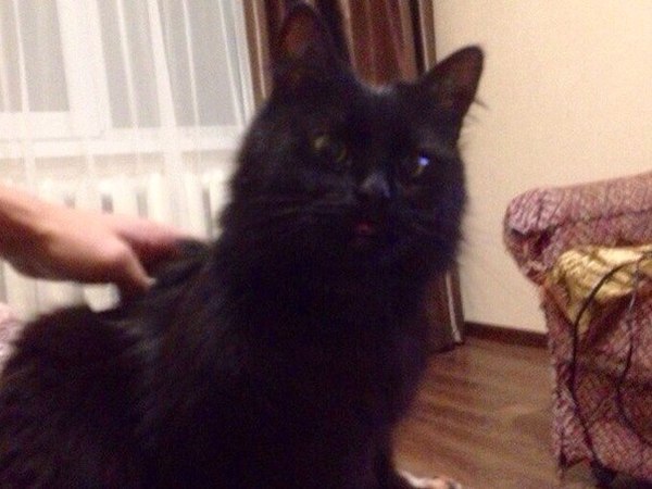 Котейка
