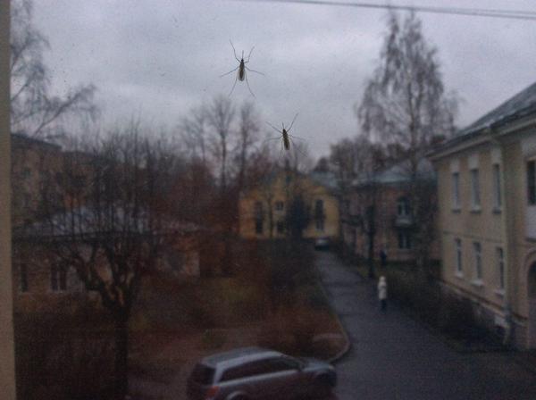 Да мне плевать что у тебя через 11 дней Новый Год!