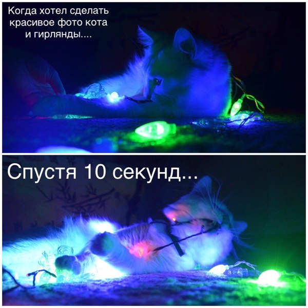 К теме котов с гирляндами