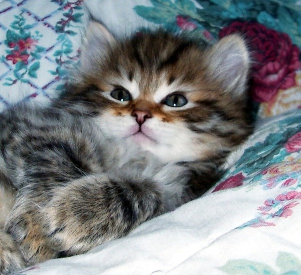 �������� �������� ���)