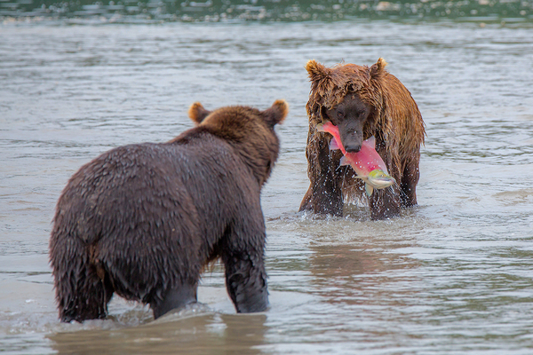 Так просто не отдаст..
