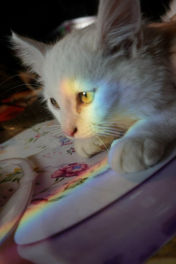 Помогите найти котенка!