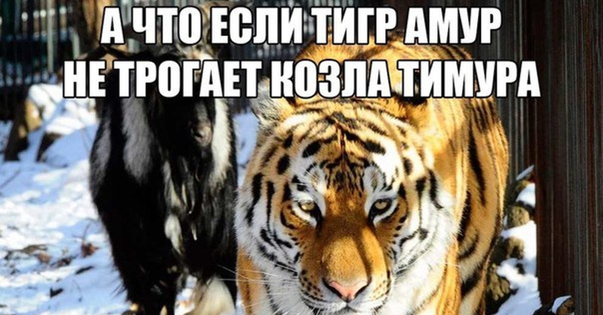 Амурский тигр плакат. Тигр картинки. Тигр пост смешной. Картинки тигр с надписью. Открытка с тигром.