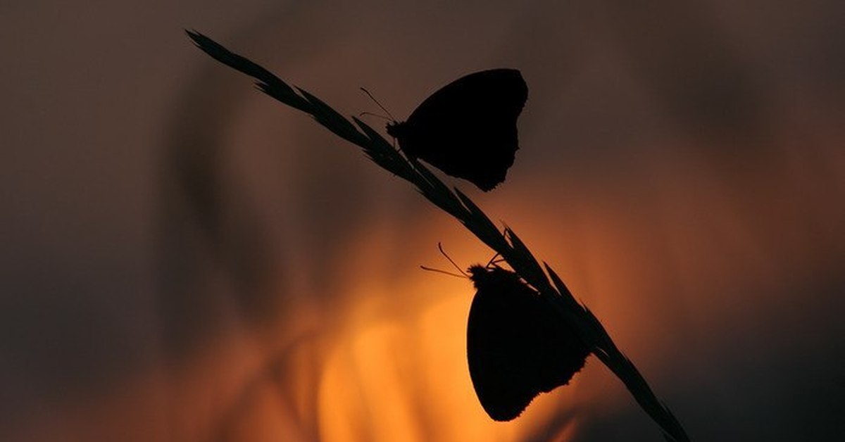 Песни бабочка ночь. Ночная бабочка. Бабочка ночью. Бабочки в темноте. Бабочка во мраке.