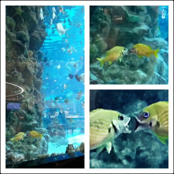 ����������� ���������