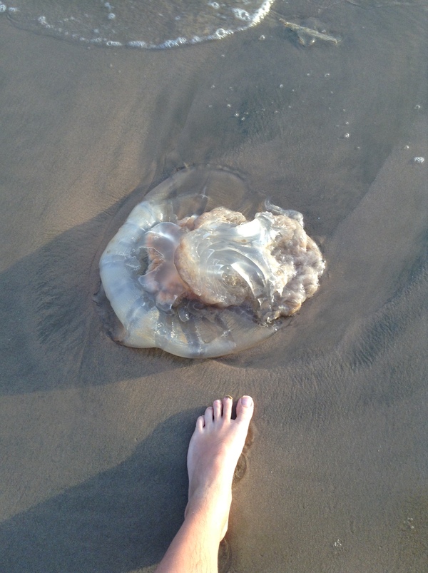 Медуза во Въетнаме