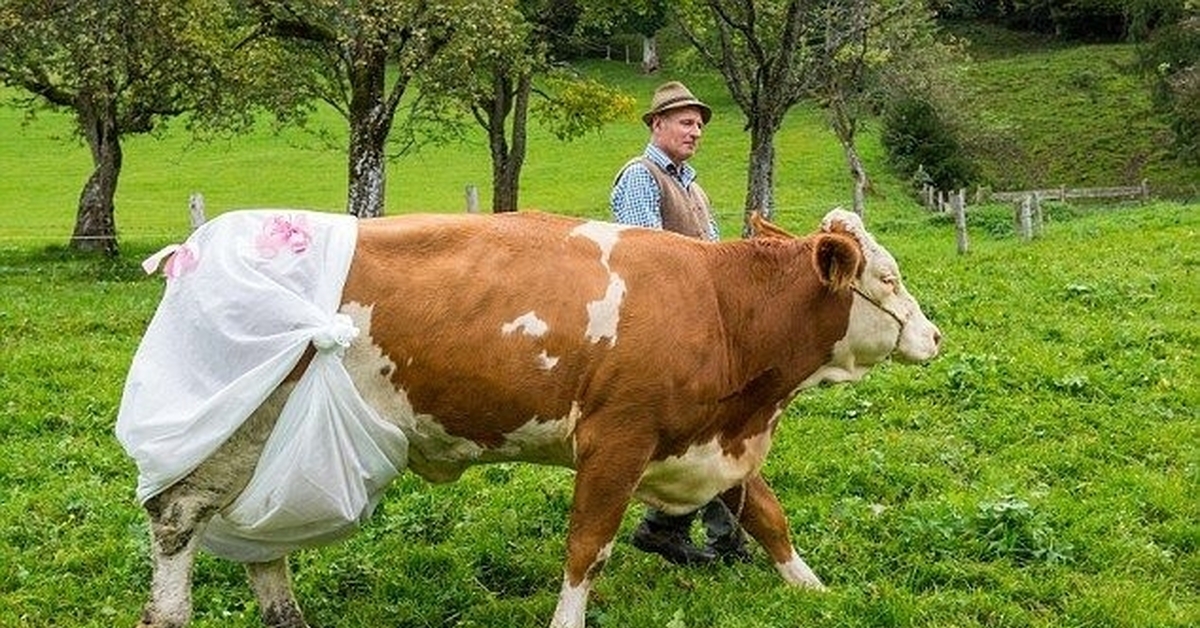 Человек е корову. Необычная корова. Корова в платье.