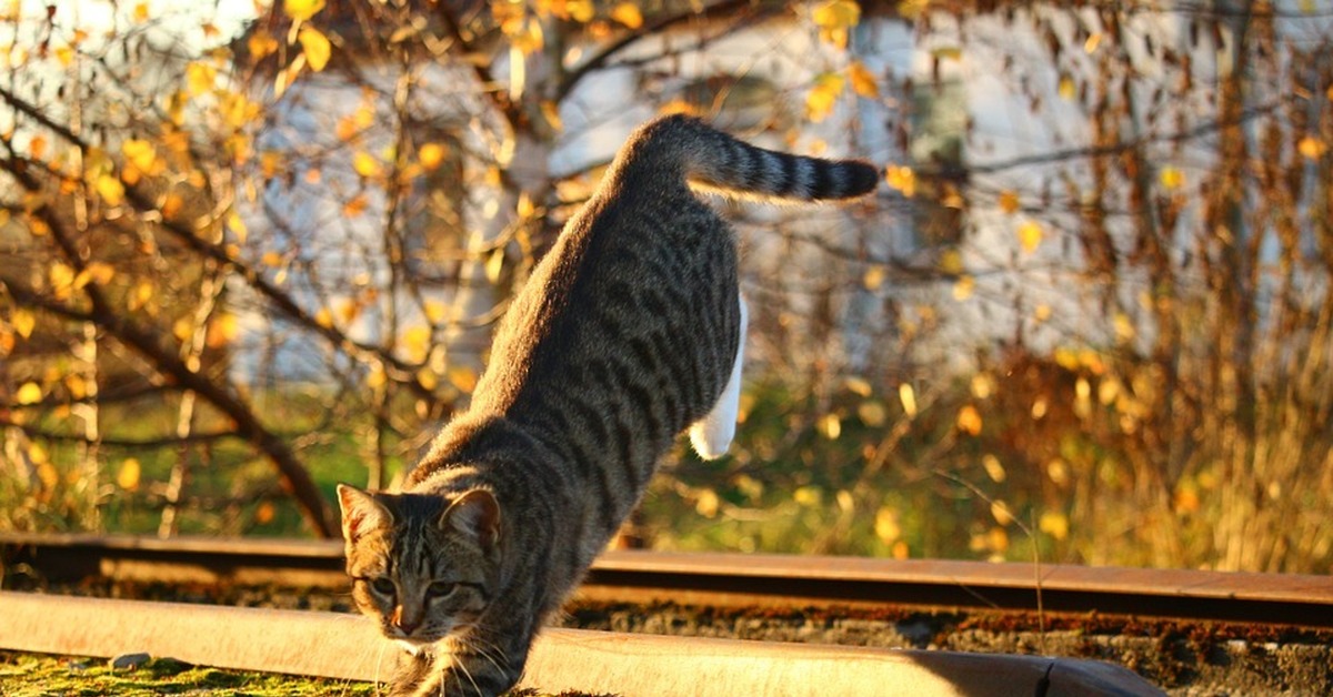Котики Осенью Фото