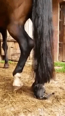   .  )