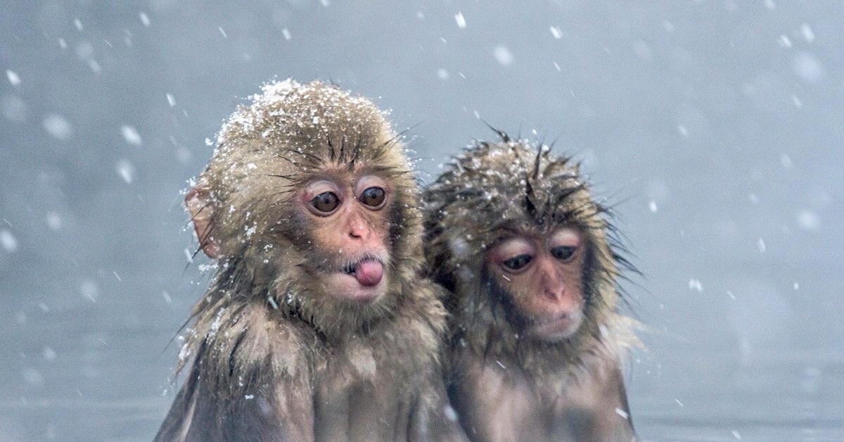Купание обезьяны в теплой хоккей. Японские макаки в горячих источниках зимой. Парк снежных обезьян Джигокудани. Макаки в Японии в термальных источниках. Снежные мартышки.