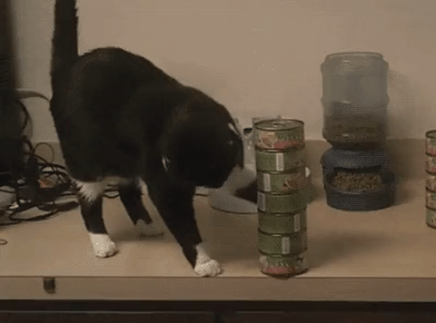 почему коты сбрасывают вещи со стола
