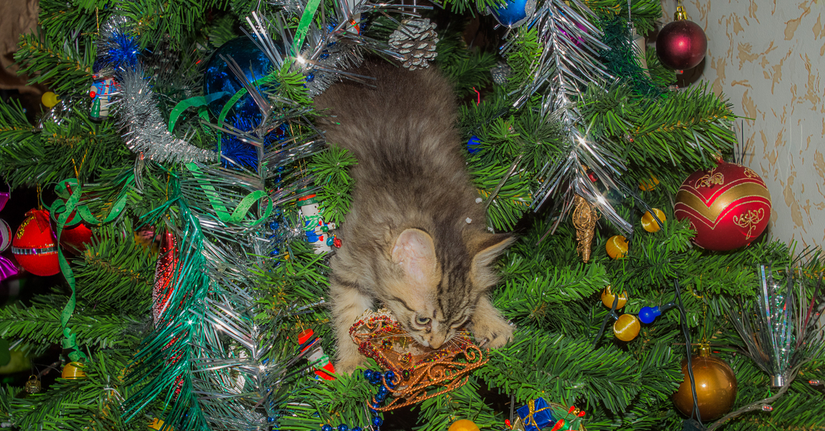 Как отвадить кота от ёлки? | Пикабу