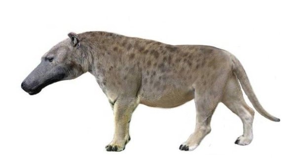   , , Cetancodontamorpha, , Andrewsarchus, ,  