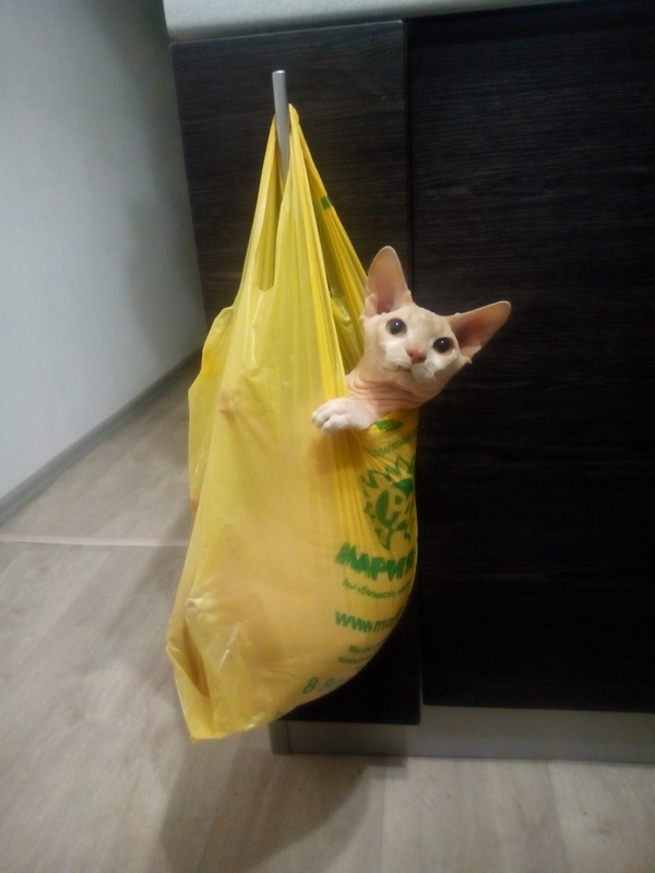 Когда взвешиваешь кота