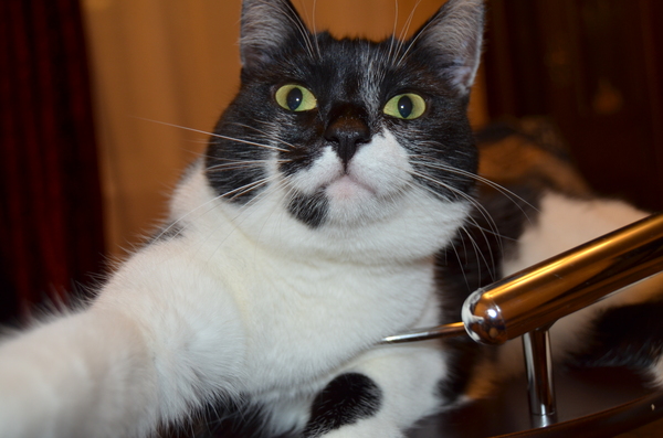 Котоселфи
