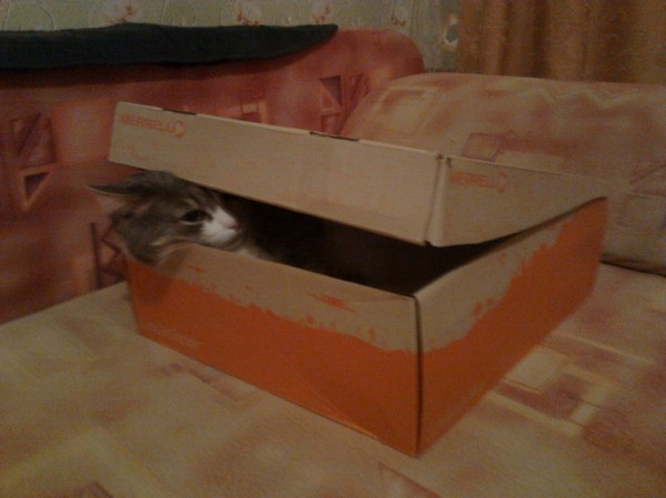 ����, ��������� �� �������������?