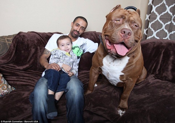 80 kg giant pit bull Hulk - Dogs and people, Dog, Nightmare, Not mine