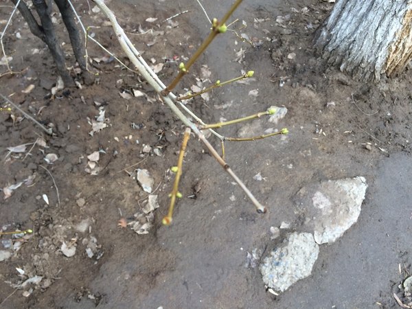 26 �������. ��������, ������������� �������.