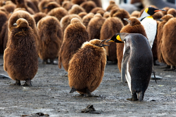 А ну дыхни, салага!
