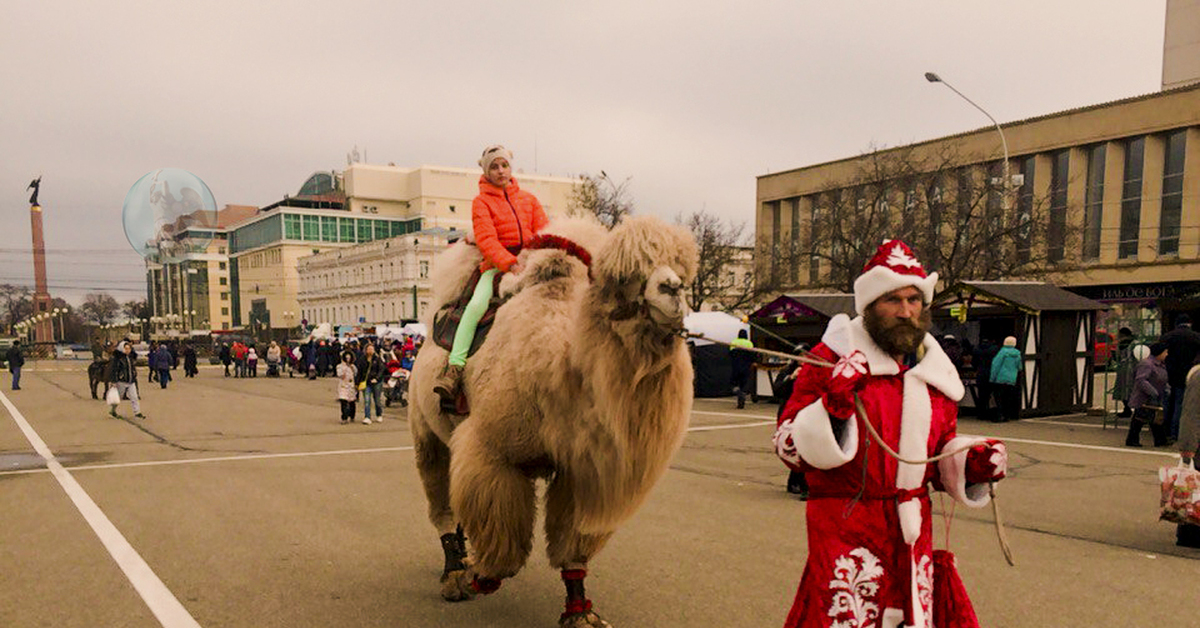 в городе ставрополь верблюд. зоопарк кататься на верблюде. верблюда в ессентуках. мальчик на верблюде. ставить ставро верблюду.