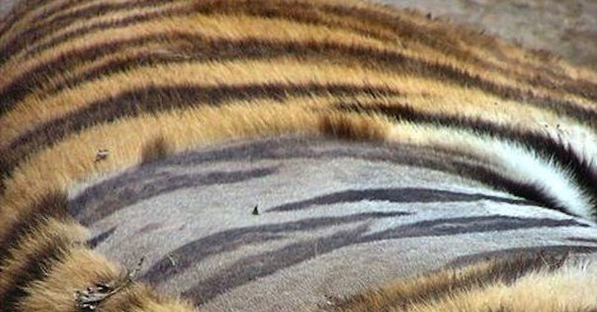 Полосатая шерсть. Кожа тигра полосатая. У тигров полосатая кожа. Кожа тигров. Полосы на коже тигра.