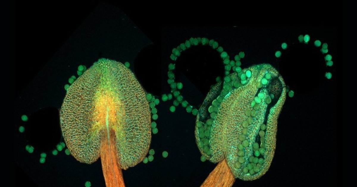 Проросшая пыльца. Пыльца микрофотографии. Микрофотография пыльцы покрытосеменных. Arabidopsis thaliana под микроскопом. Пыльцевое зерно микроскоп.